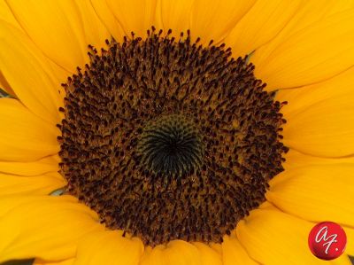 Clicca per l'immagine full size